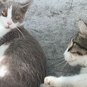 Meet your Posher, Big